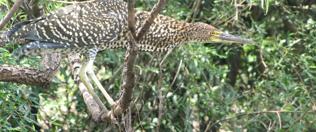 Birding in Uruguay