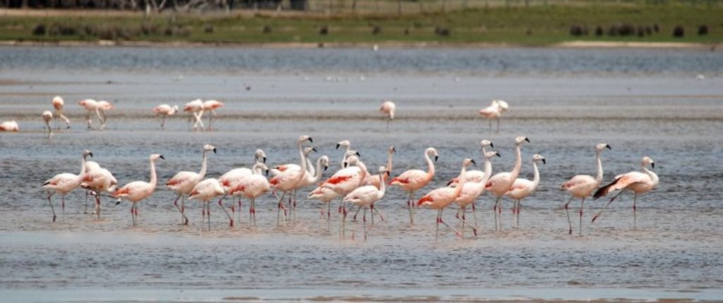 Flamingos in Uruguay