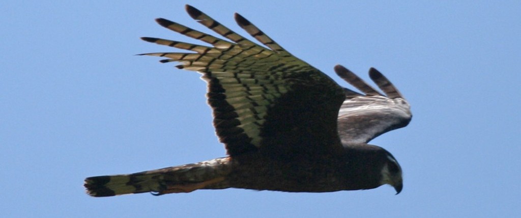 Long-winged Harrier