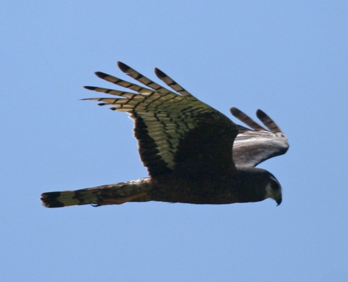 Long-winged Harrier