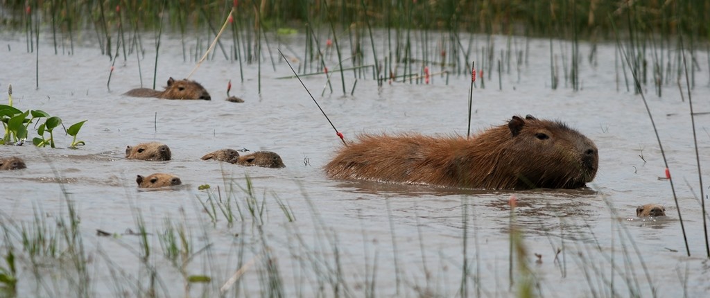 Capybara - Nature and Culture Uruguay