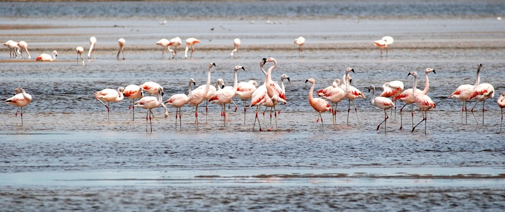 Flamingos in Uruguay
