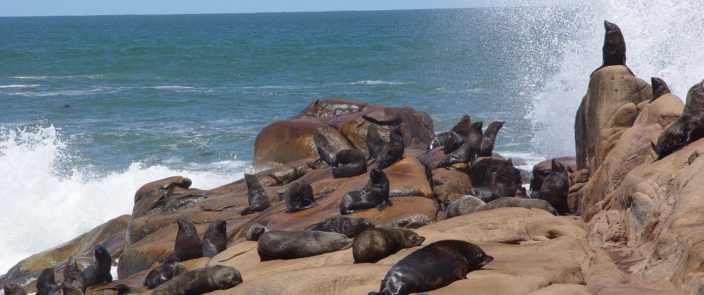 Sea Lions - Nature and Culture Uruguay