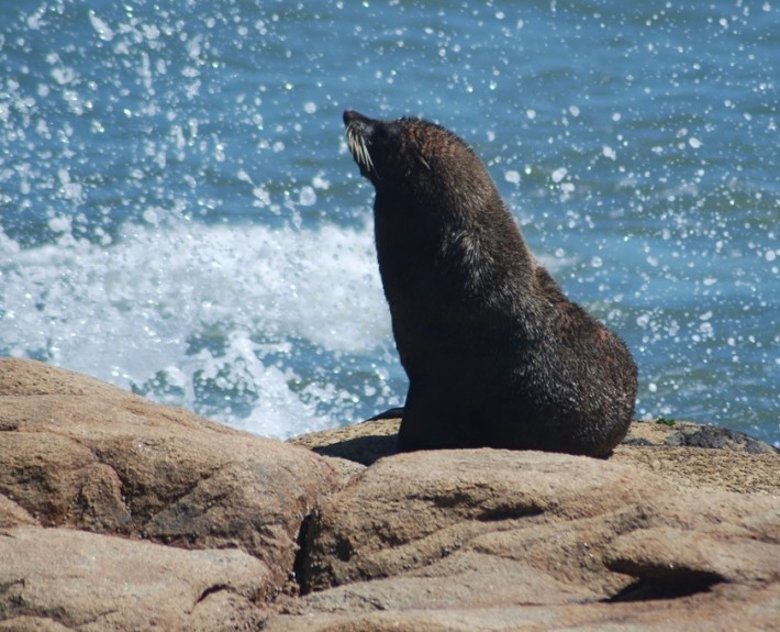 Sea Lion in Uruguay's coast.