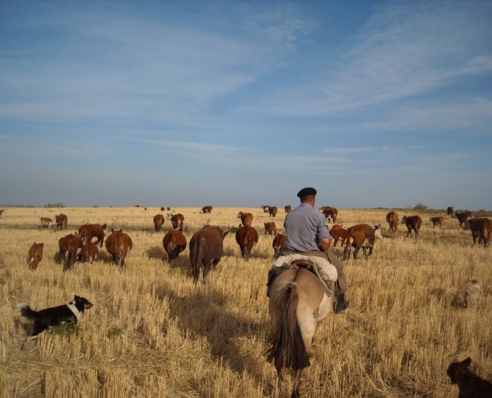 Gaucho herding cattle