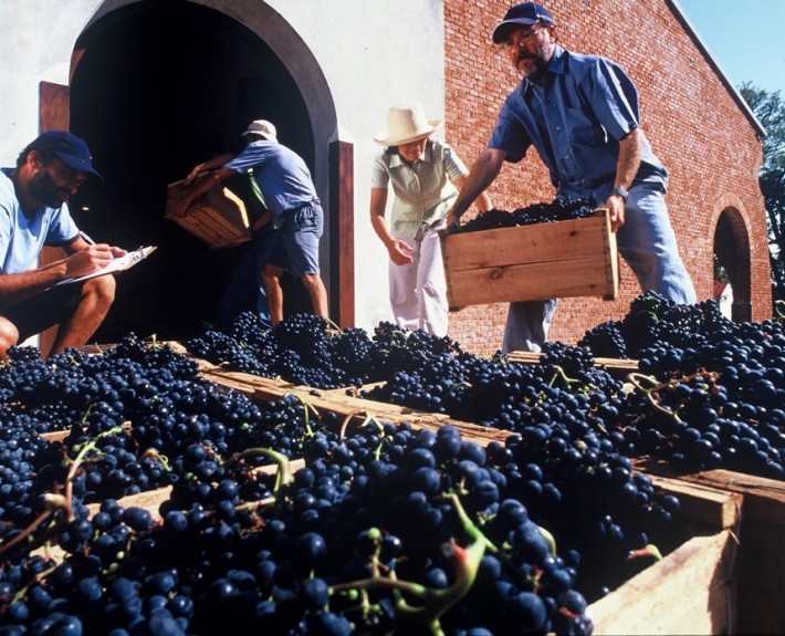 Tannat Grapes