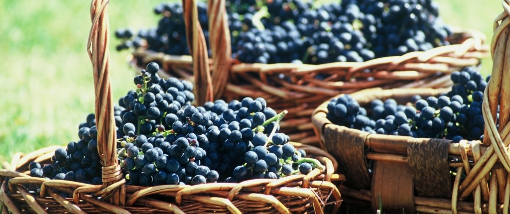 Grapes - Wine and Culinary Tours in Uruguay